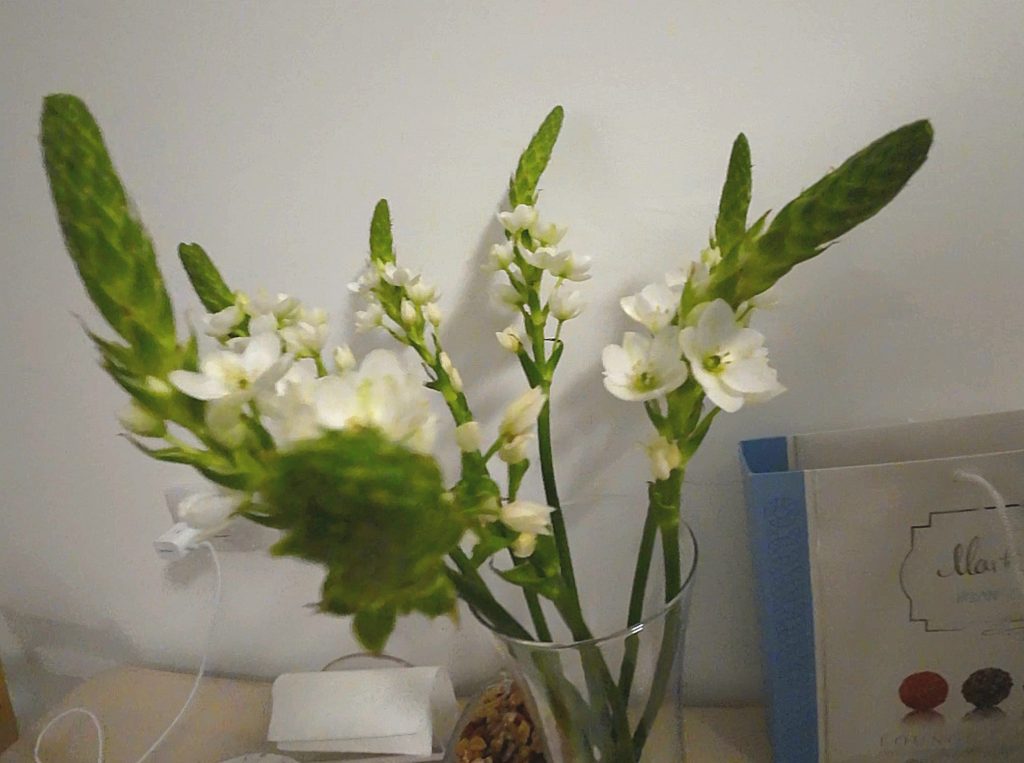 Ornithogalum-is-known-for-its-ability-to-keep-fresh-in-a-vase-without-water-for-up-to-a-month