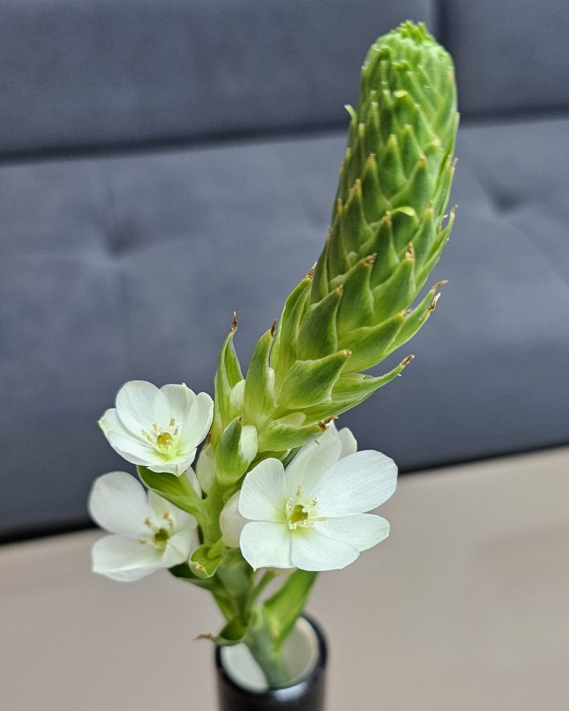 Ornithogalum-Magic-of-the-Star-of-Bethlehem